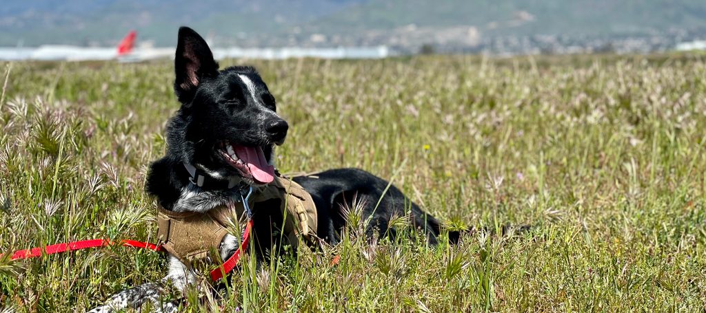 Norton the dog laying in the grass at SBD airport