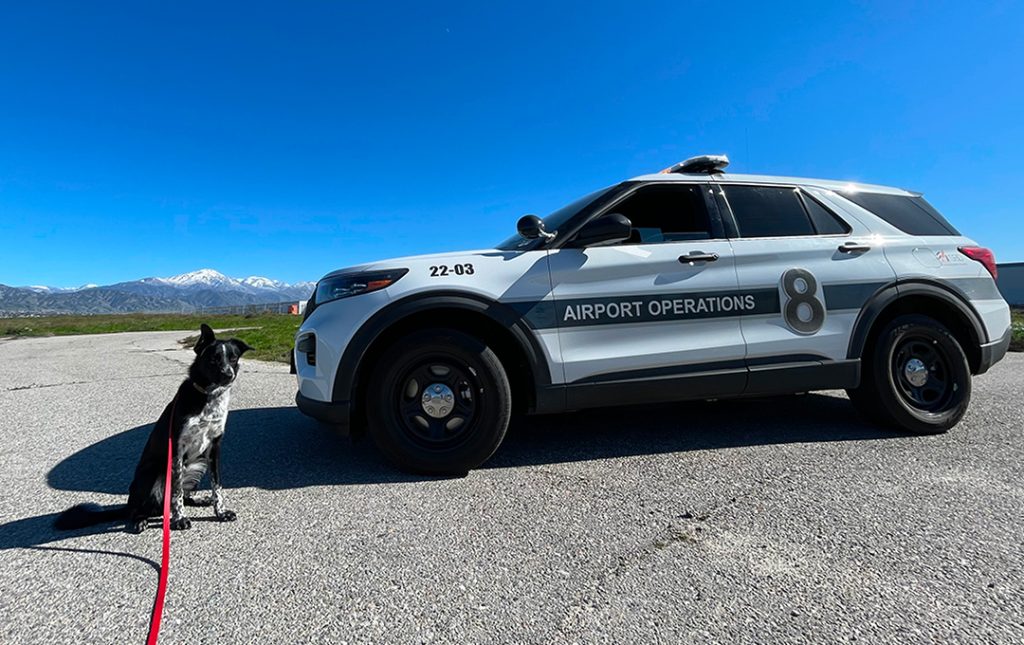 Norton, a black and white dog sitting on the ramp near an airport operations SUV at SBD airport